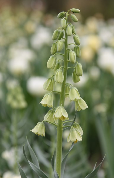 <i>Fritillaria persica</i> 'Ivory Bells'