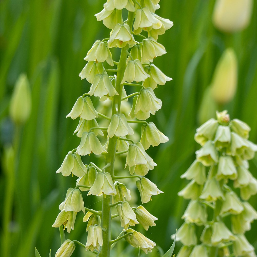 <i>Fritillaria persica</i> 'Ivory Bells'