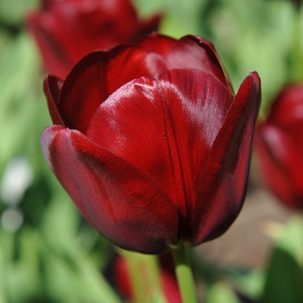 Tulipa National Velvet