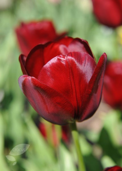 <i>Tulipa</i> 'National Velvet'