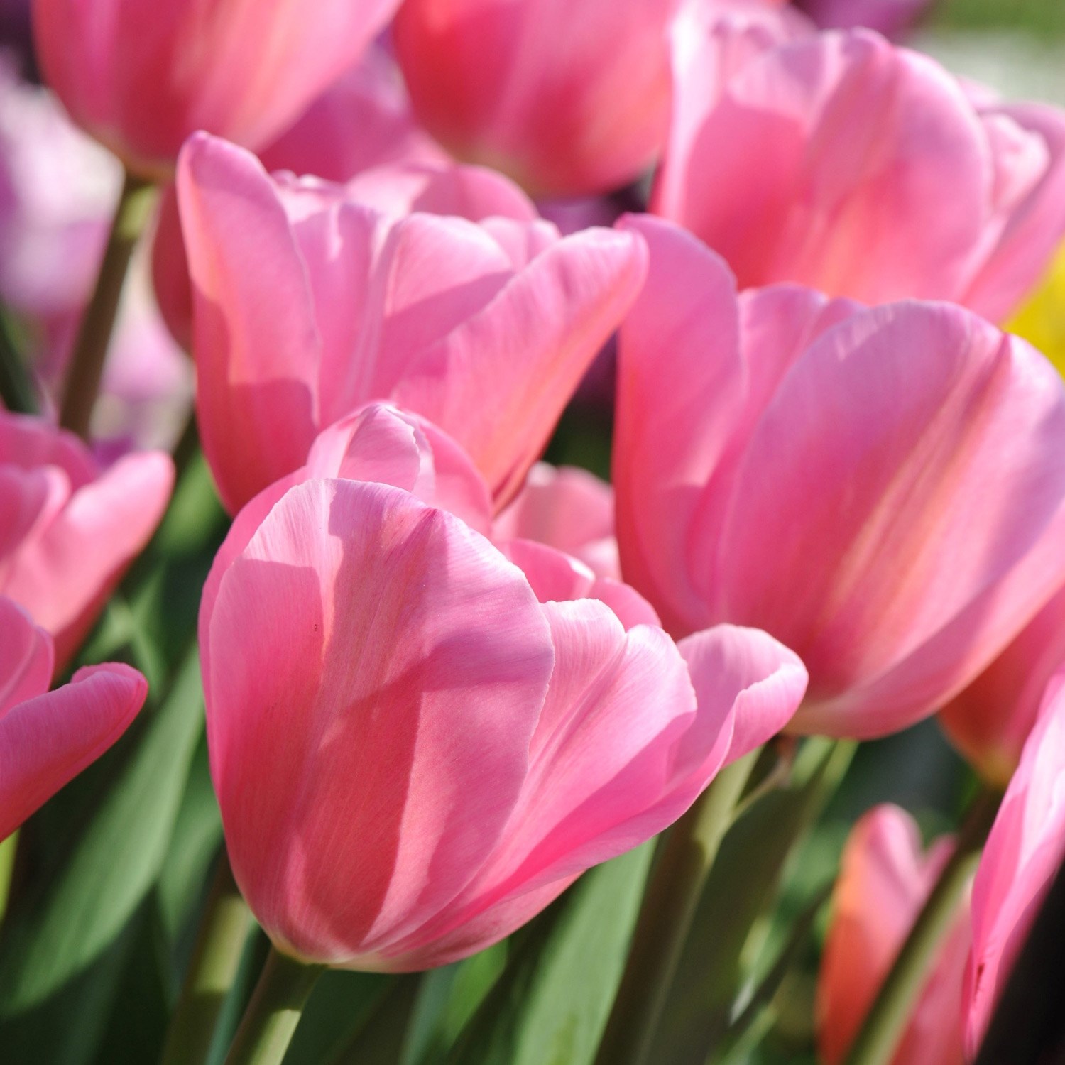 <i>Tulipa</i> 'Mistress'
