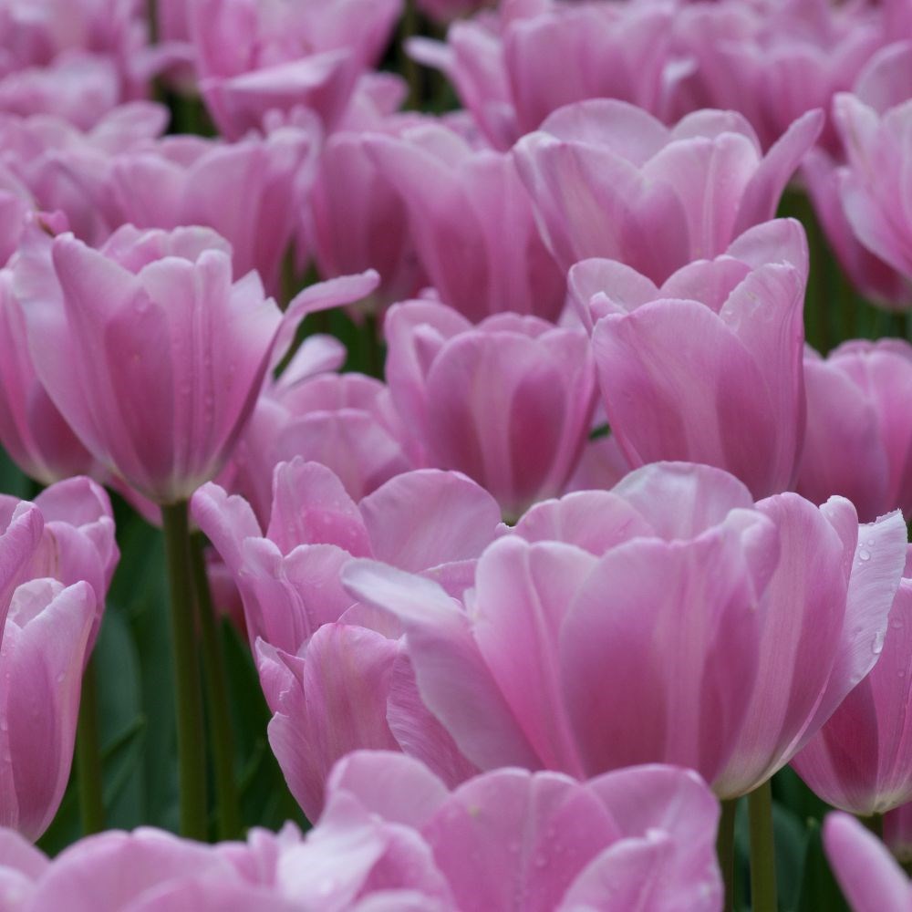 <i>Tulipa</i> 'Mistress'