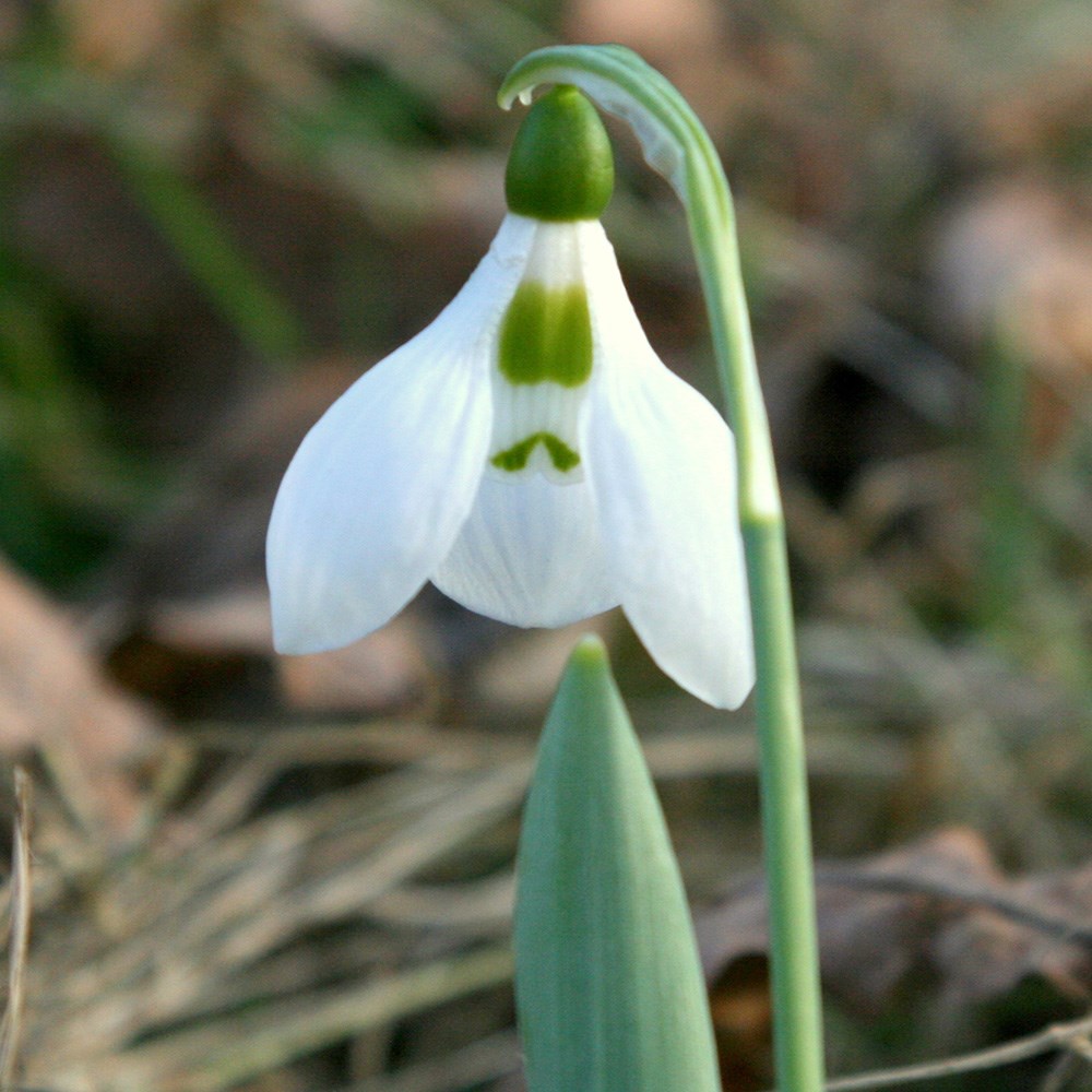 <i>Galanthus elwesii</i> 