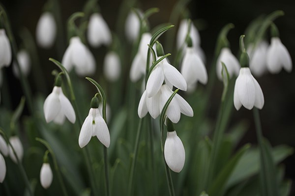 <i>Galanthus elwesii</i> 