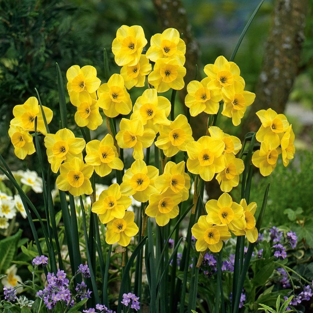 <i>Narcissus</i> 'Kokopelli'