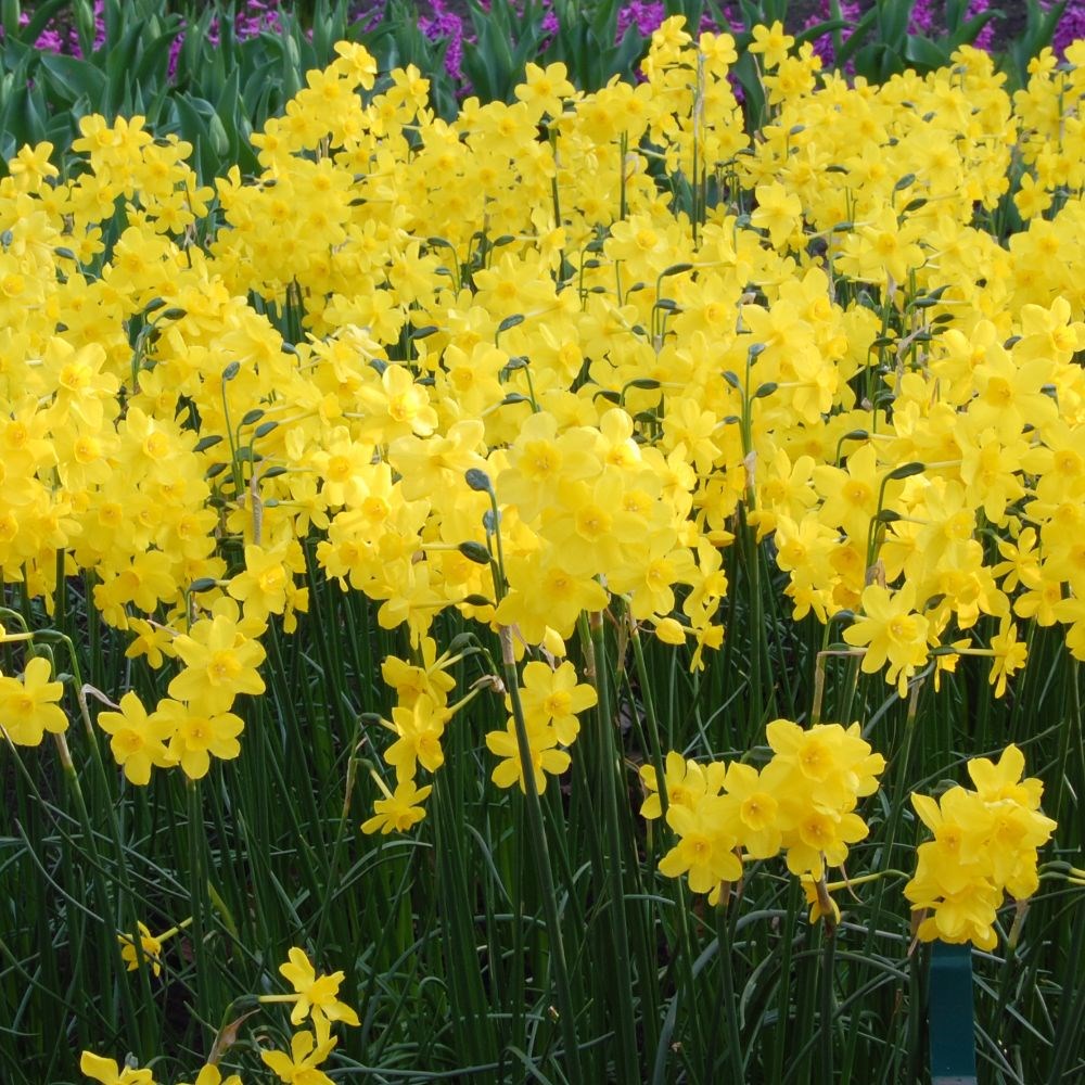 <i>Narcissus</i> 'Kokopelli'