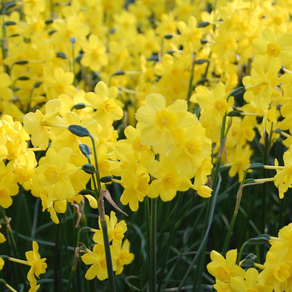 <i>Narcissus</i> 'Kokopelli'