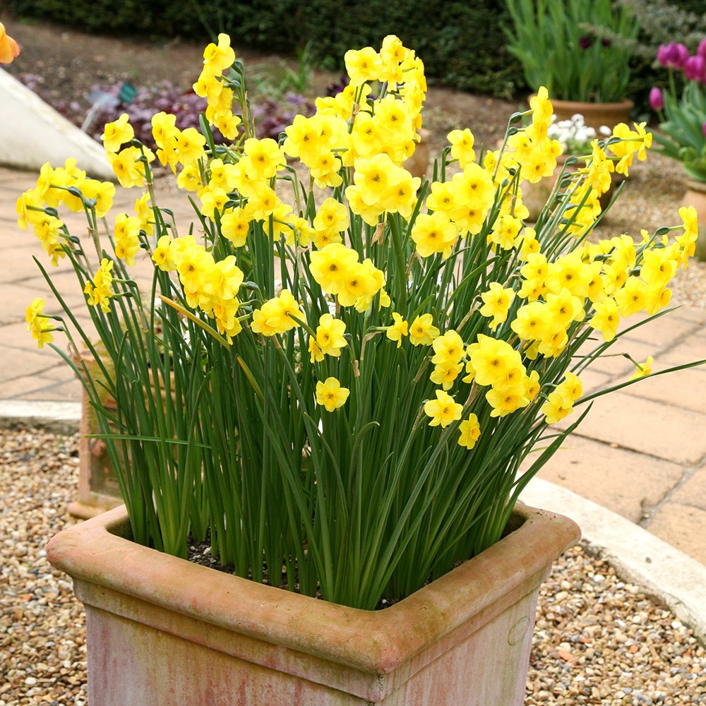 <i>Narcissus</i> 'Kokopelli'