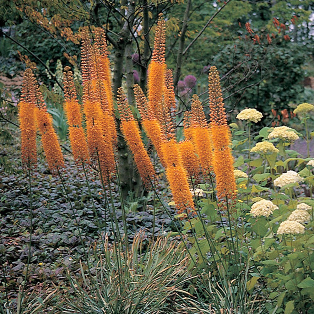 <i>Eremurus</i> × <i>isabellinus</i> 'Cleopatra'
