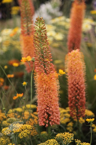 <i>Eremurus</i> × <i>isabellinus</i> 'Cleopatra'