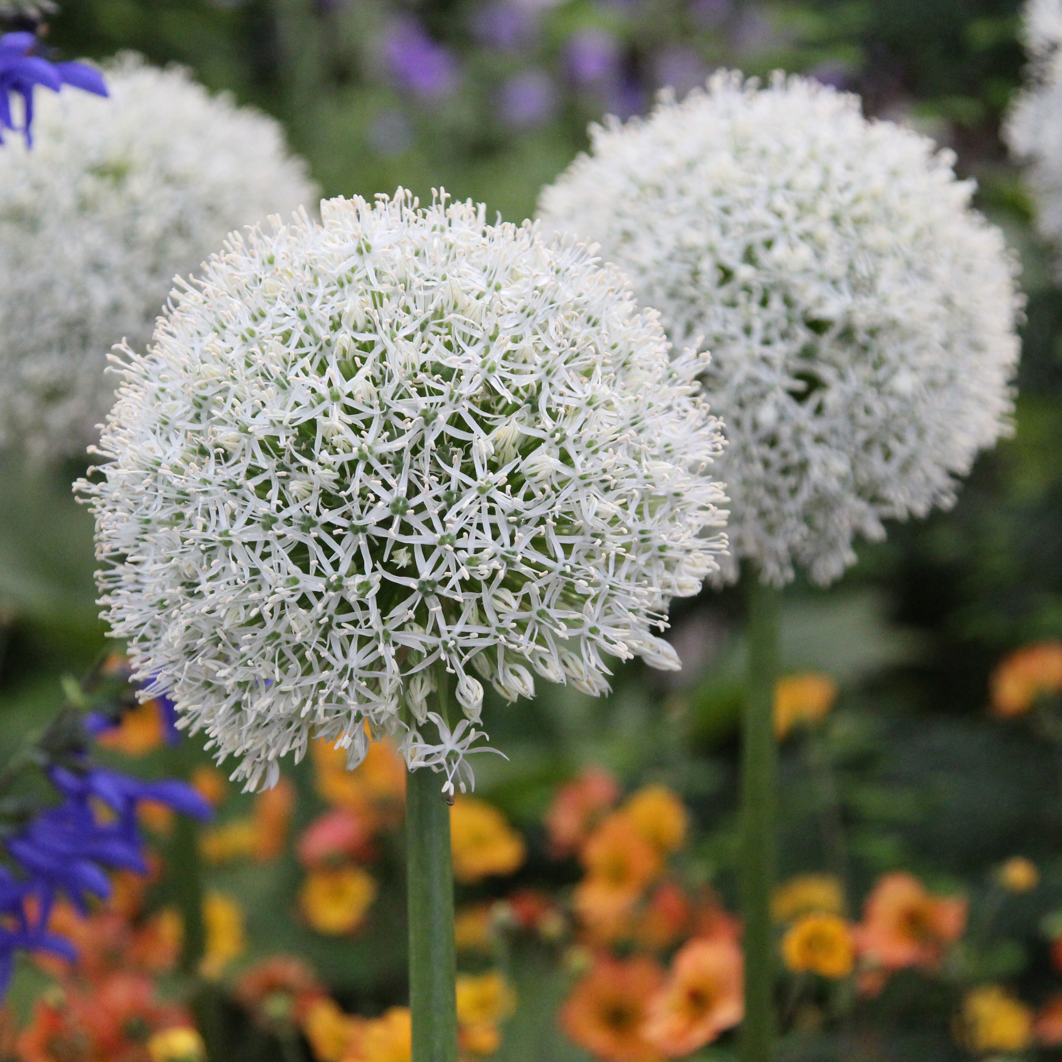 <i>Allium stipitatum</i> 'Mount Everest'