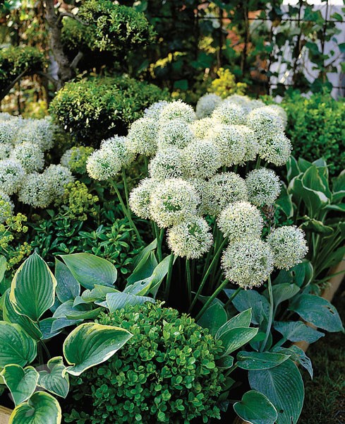 <i>Allium stipitatum</i> 'Mount Everest'