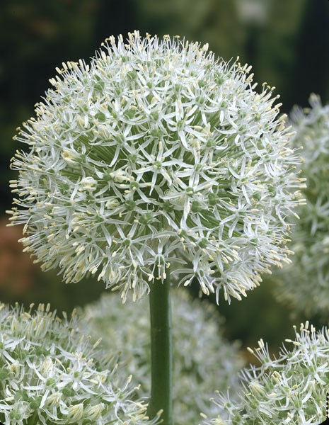 <i>Allium stipitatum</i> 'Mount Everest'
