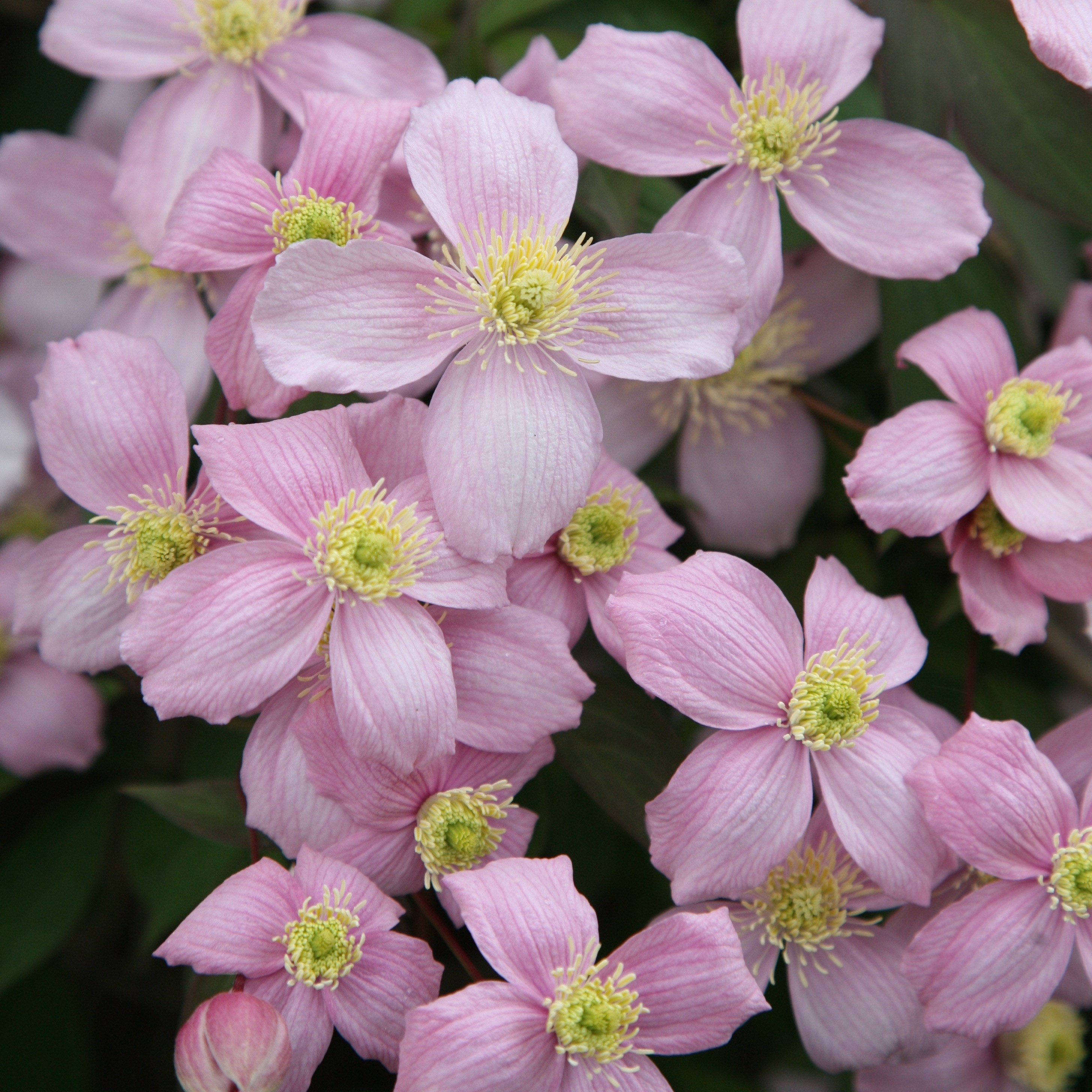 <I>Clematis montana</i> var. <i>montana</i>