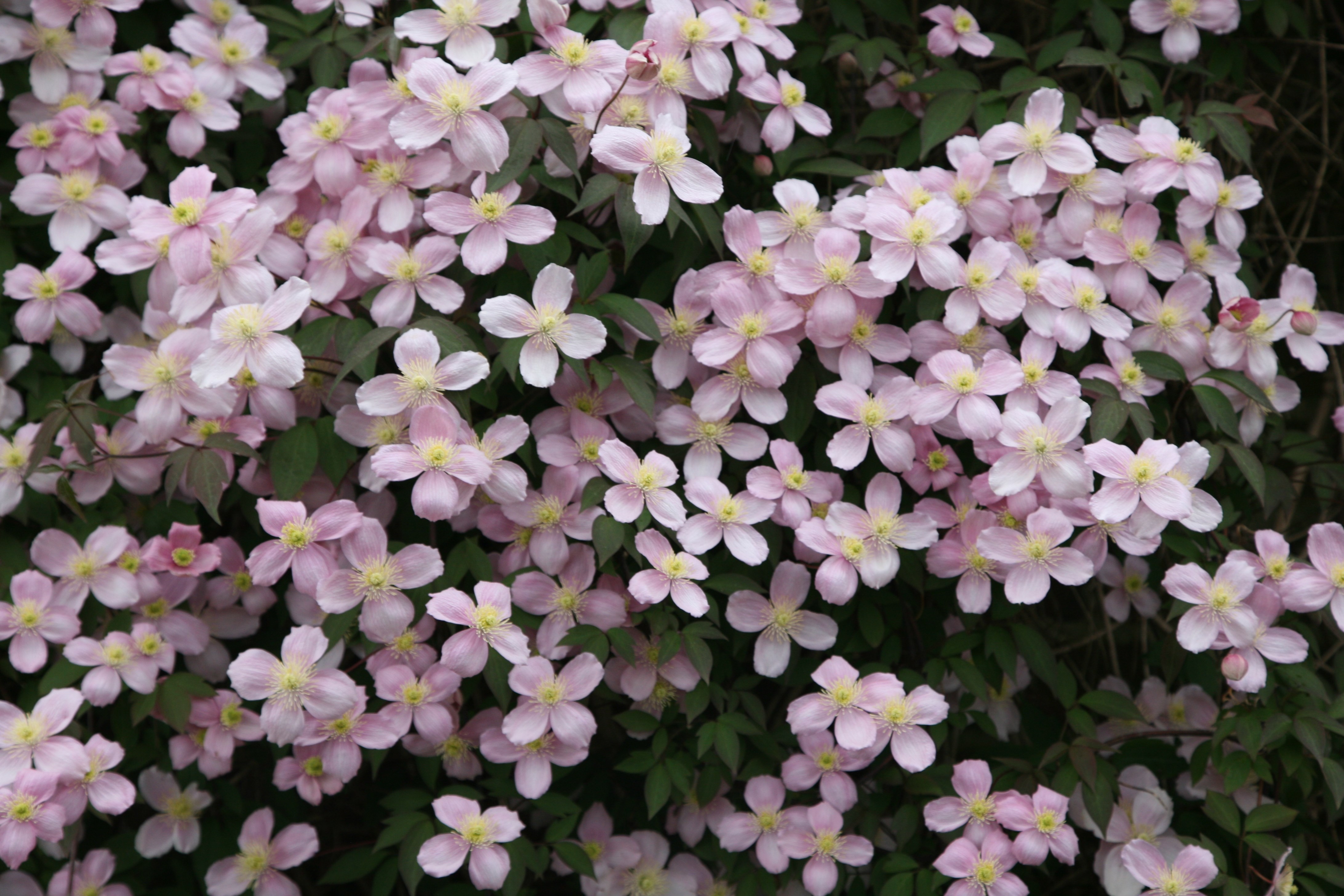 <I>Clematis montana</i> var. <i>montana</i>
