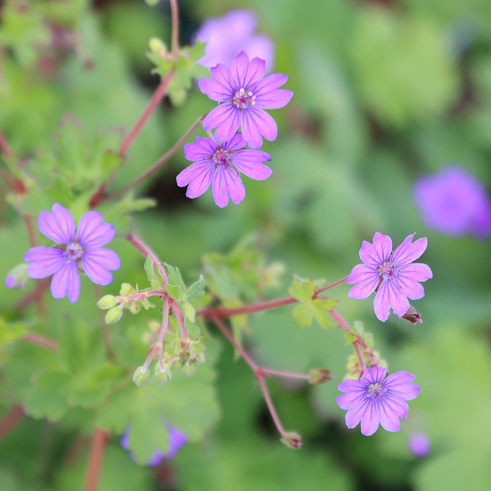 <i>Geranium pyrenaicum</i> 'Bill Wallis'