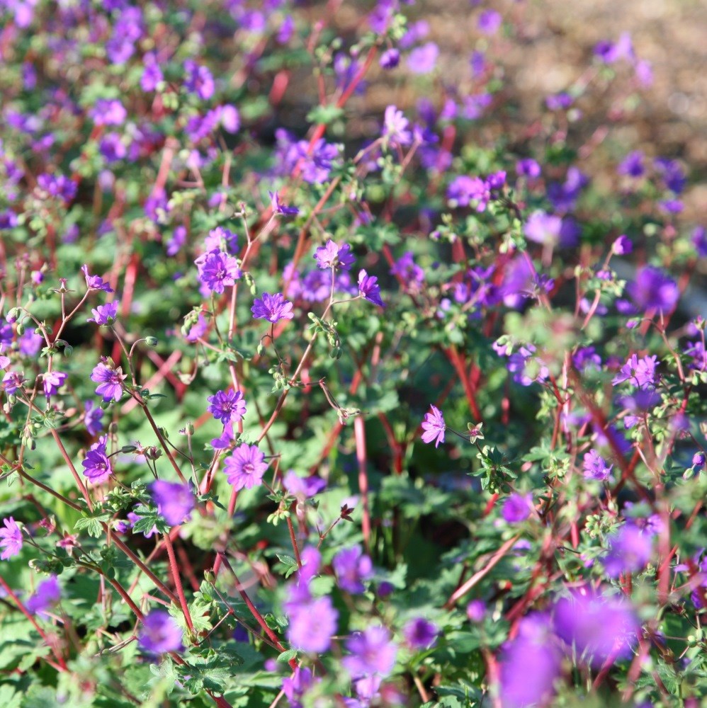 <i>Geranium pyrenaicum</i> 'Bill Wallis'