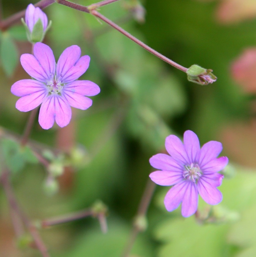 <i>Geranium pyrenaicum</i> 'Bill Wallis'