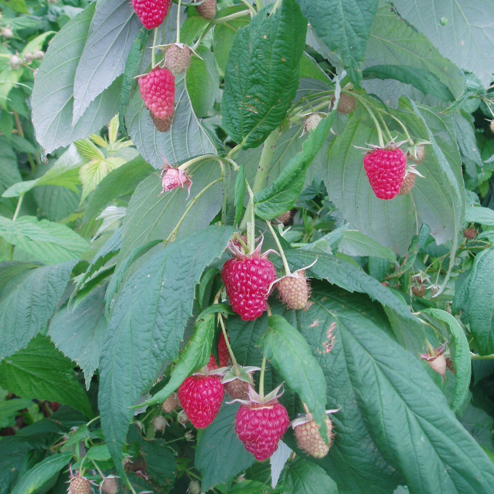 raspberry 'Polka' (PBR)