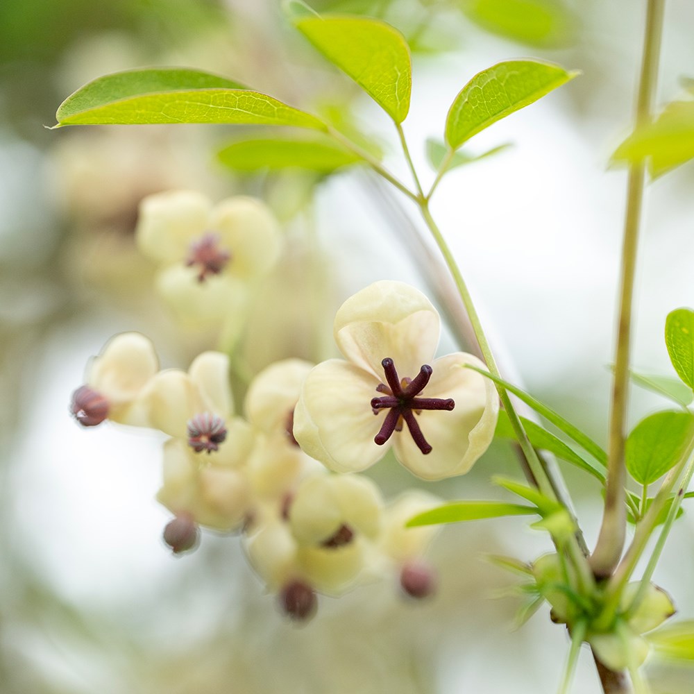 <i>Akebia quinata cream-flowered</i> 