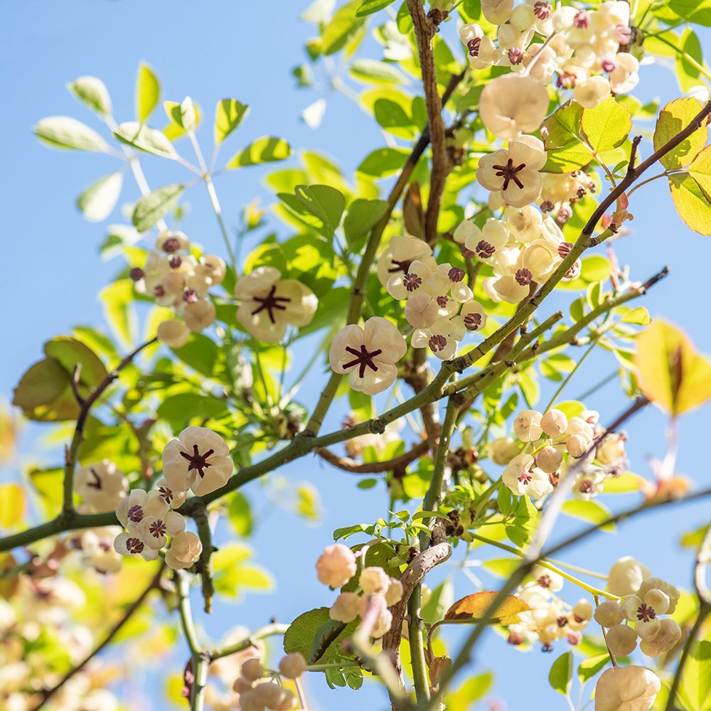 【ゆい】EnikoKatalin BotanicalSheer Buy chocolate vine Akebia quinata cream-flowered: £35.99 Delivery