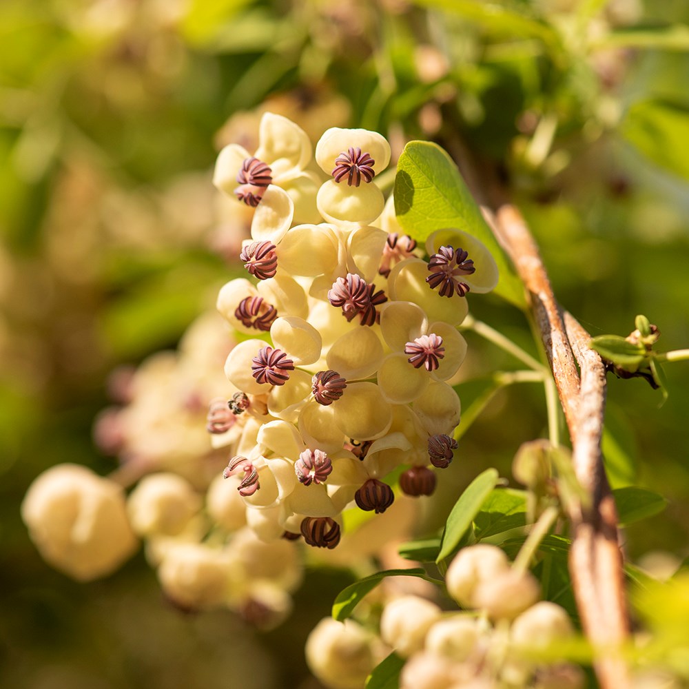 <i>Akebia quinata cream-flowered</i> 