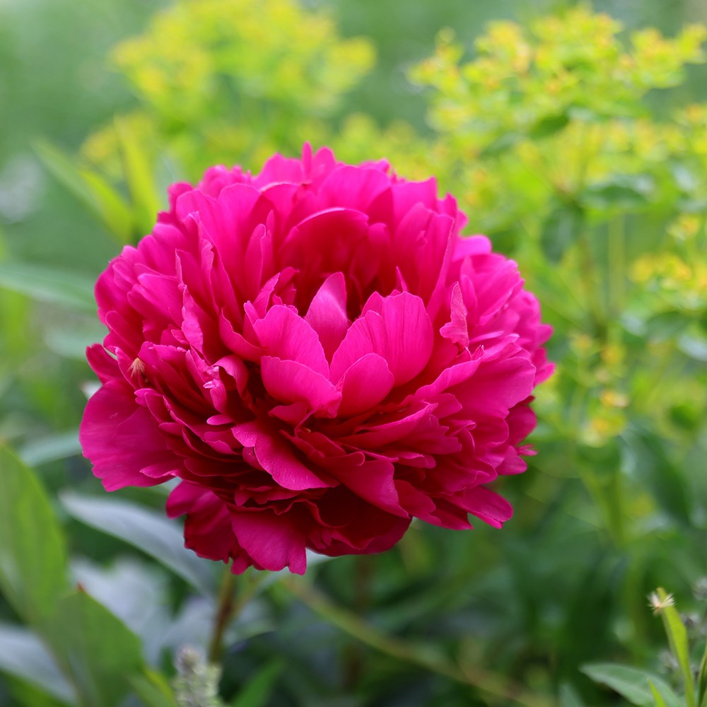 <i>Paeonia lactiflora</i> 'Félix Crousse'