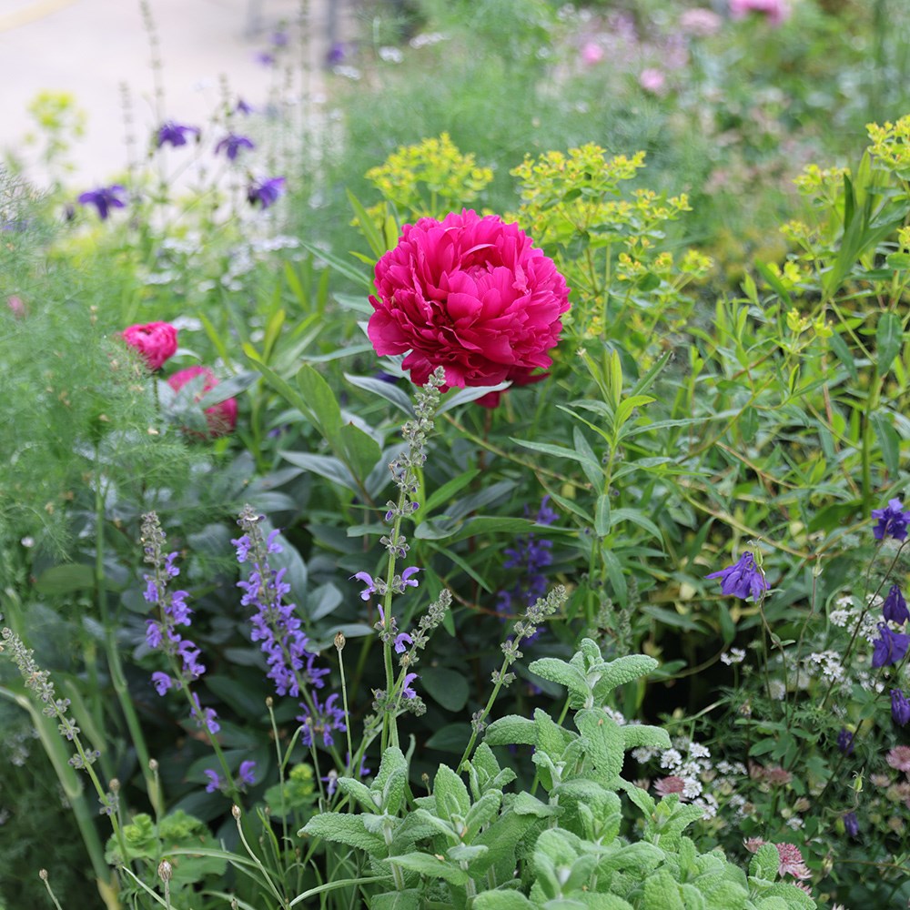 <i>Paeonia lactiflora</i> 'Félix Crousse'