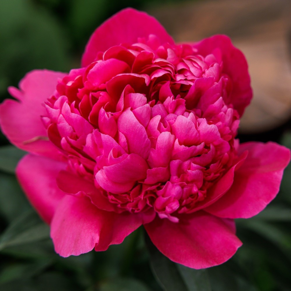 <i>Paeonia lactiflora</i> 'Félix Crousse'