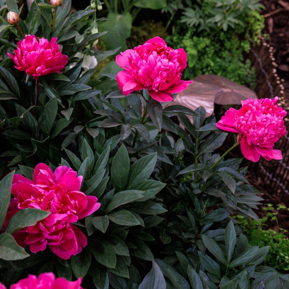<i>Paeonia lactiflora</i> 'Félix Crousse'