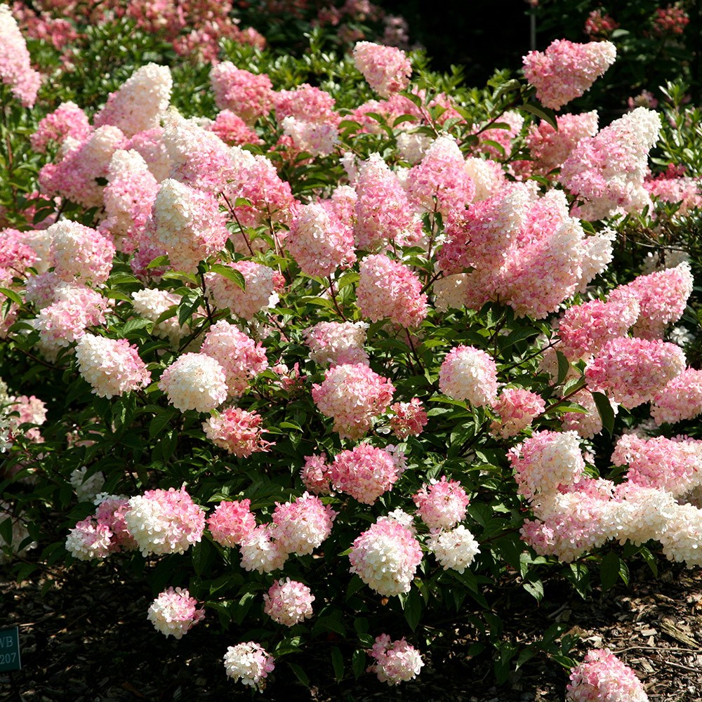 <i>Hydrangea paniculata</i> <b class=small-caps>Vanille Fraise</b> ('Renhy') (PBR)