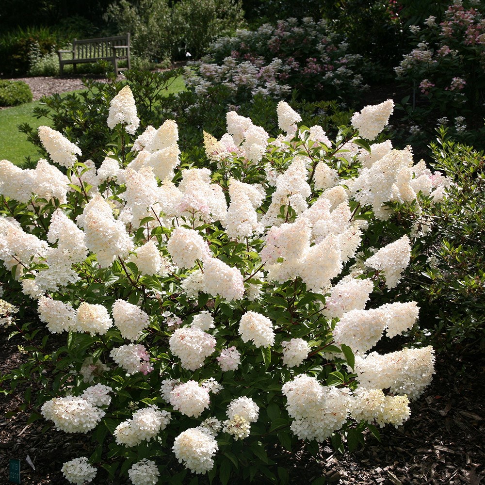 <i>Hydrangea paniculata</i> <b class=small-caps>Vanille Fraise</b> ('Renhy') (PBR)