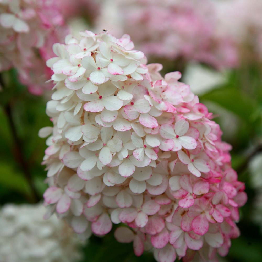 <i>Hydrangea paniculata</i> <b class=small-caps>Vanille Fraise</b> ('Renhy') (PBR)