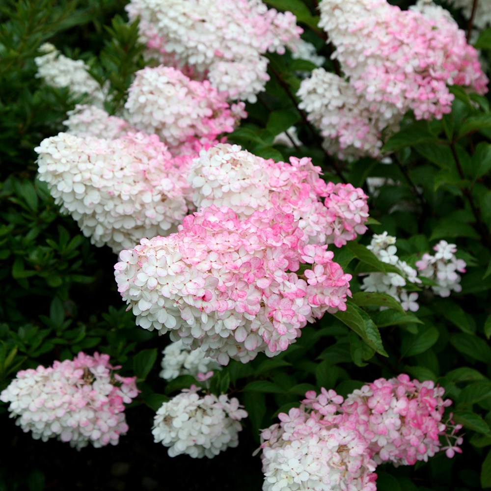 <i>Hydrangea paniculata</i> <b class=small-caps>Vanille Fraise</b> ('Renhy') (PBR)