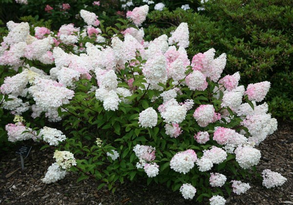 <i>Hydrangea paniculata</i> <b class=small-caps>Vanille Fraise</b> ('Renhy') (PBR)