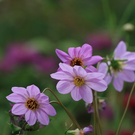 <i>Dahlia merckii</i> 