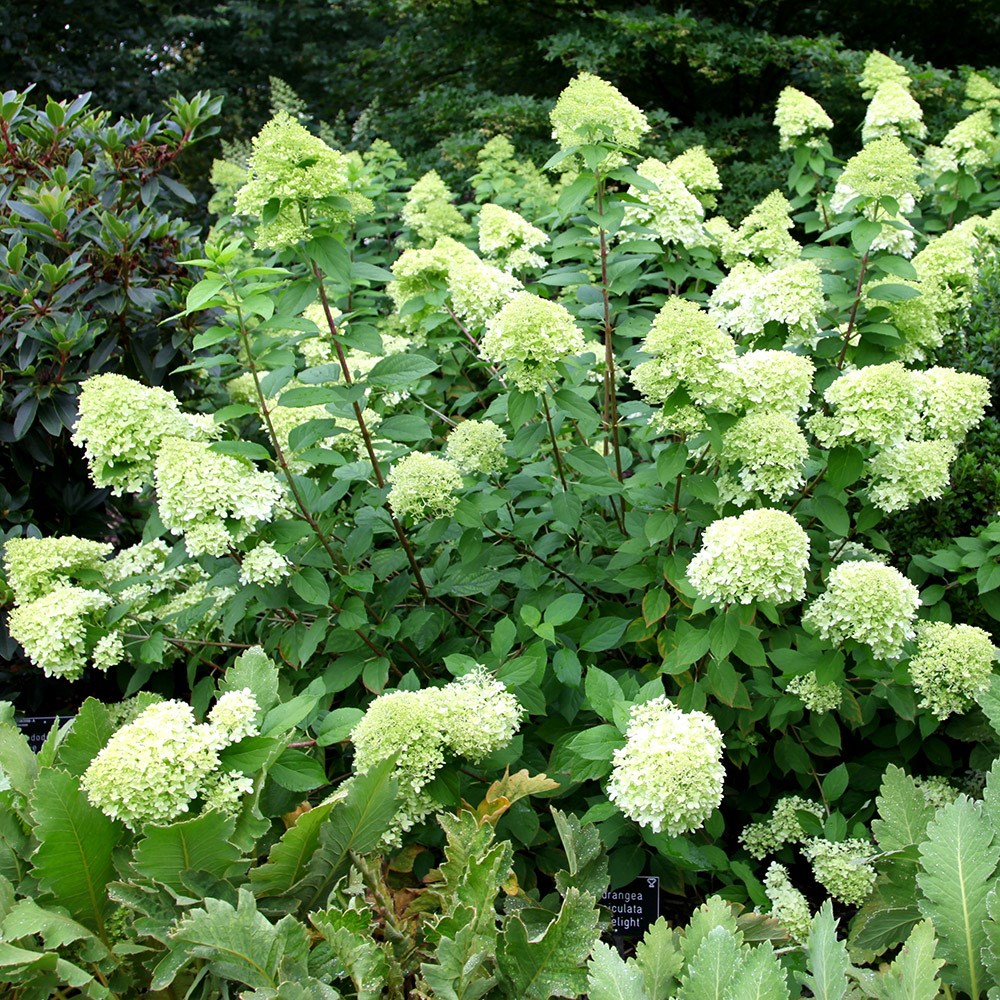 <i>Hydrangea paniculata</I> 'Limelight' (PBR)