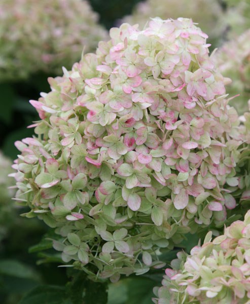 <i>Hydrangea paniculata</I> 'Limelight' (PBR)
