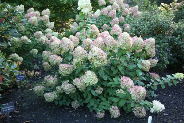 <i>Hydrangea paniculata</I> 'Limelight' (PBR)
