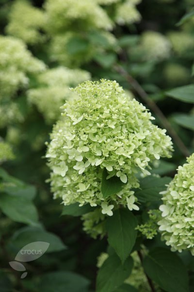 <i>Hydrangea paniculata</I> 'Limelight' (PBR)