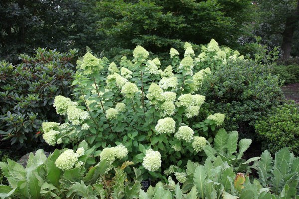 <i>Hydrangea paniculata</I> 'Limelight' (PBR)