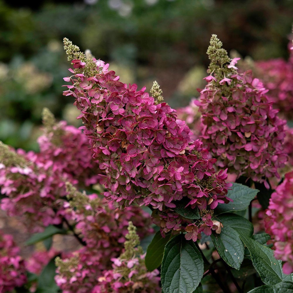 <i>Hydrangea paniculata</i> <b class=small-caps>Pinky-Winky</b> ('Dvppinky') (PBR)