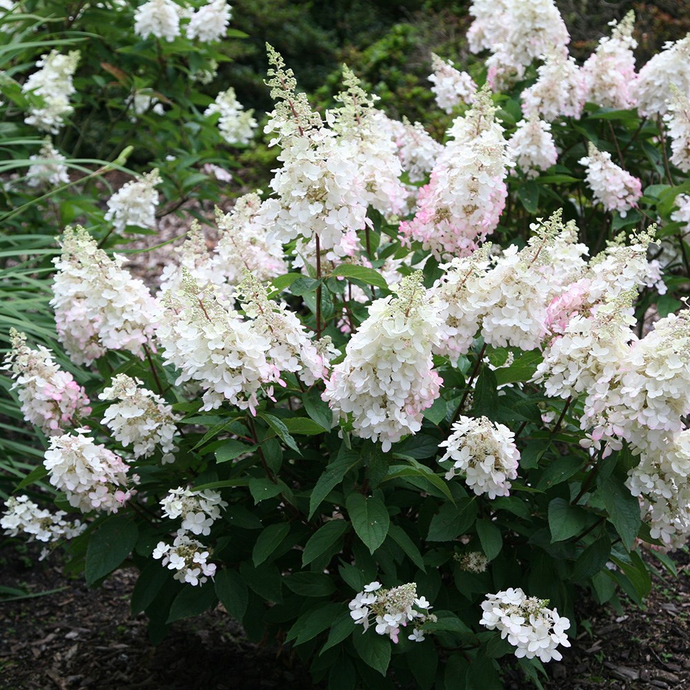 <i>Hydrangea paniculata</i> <b class=small-caps>Pinky-Winky</b> ('Dvppinky') (PBR)