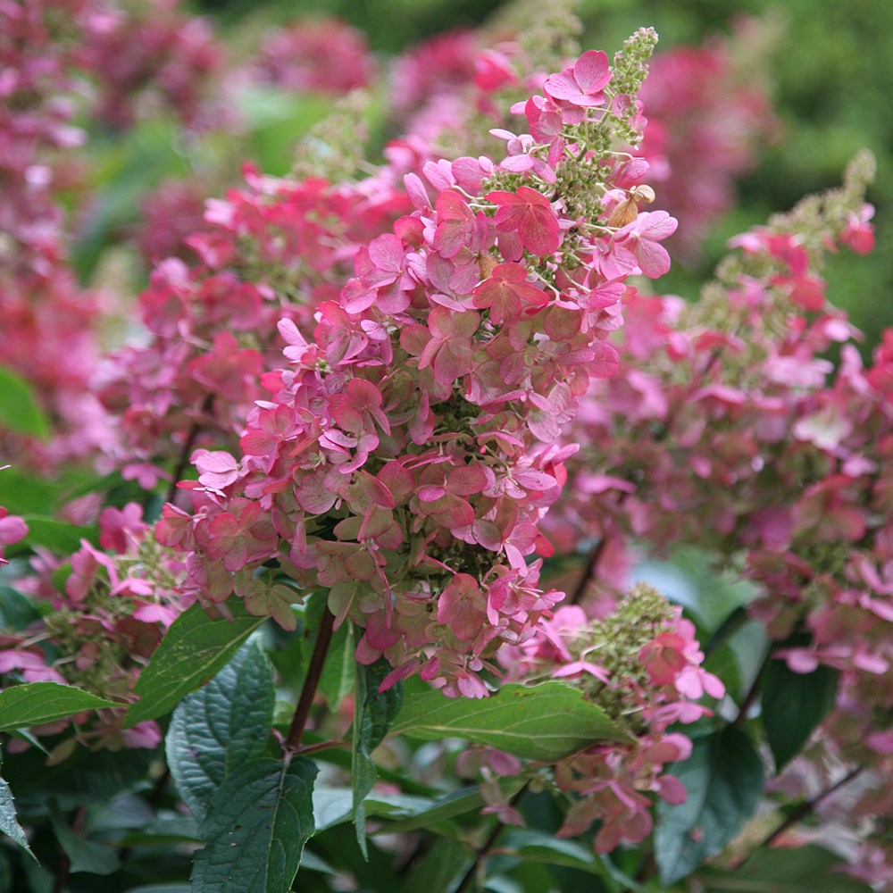 <i>Hydrangea paniculata</i> <b class=small-caps>Pinky-Winky</b> ('Dvppinky') (PBR)
