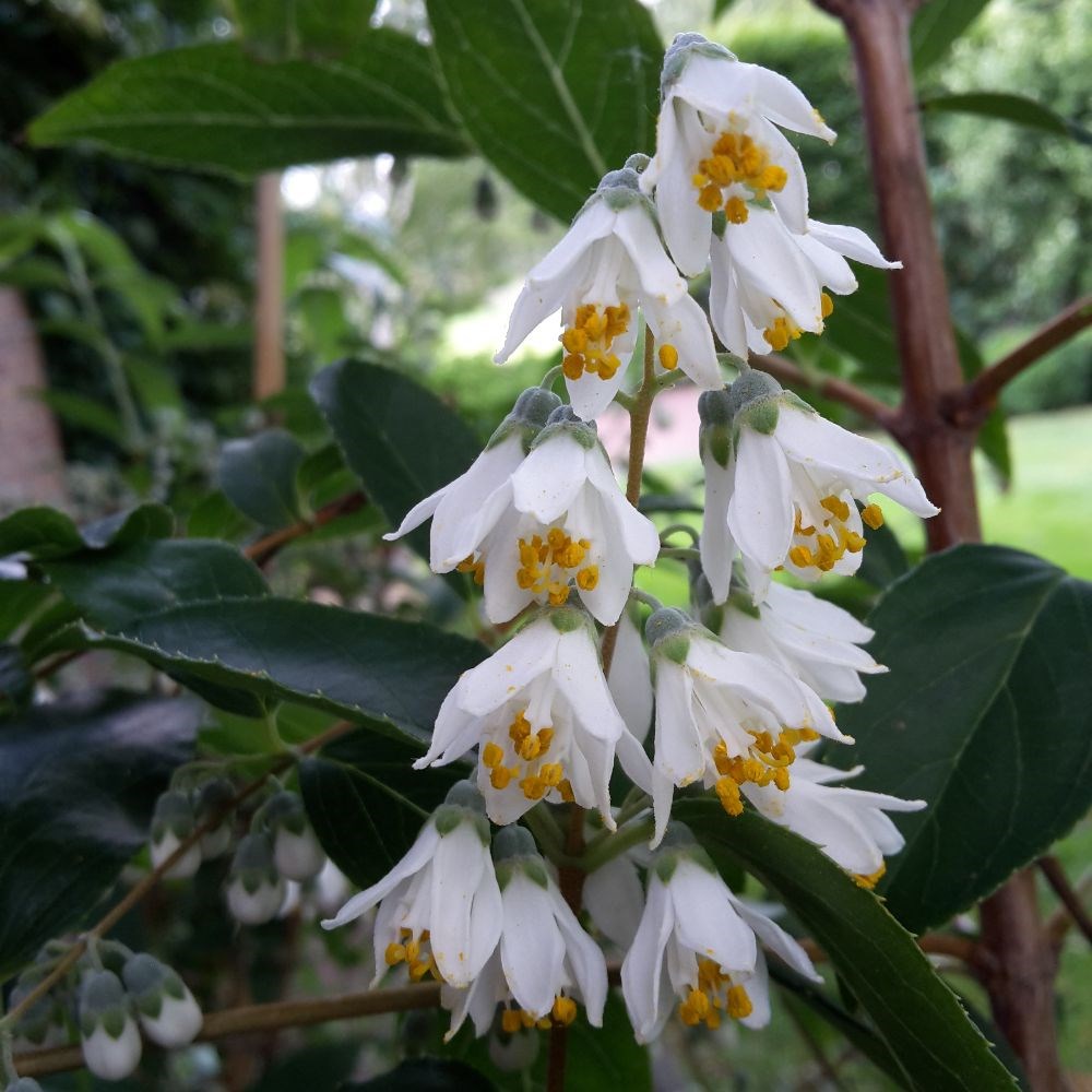 <i>Deutzia pulchra</i> 
