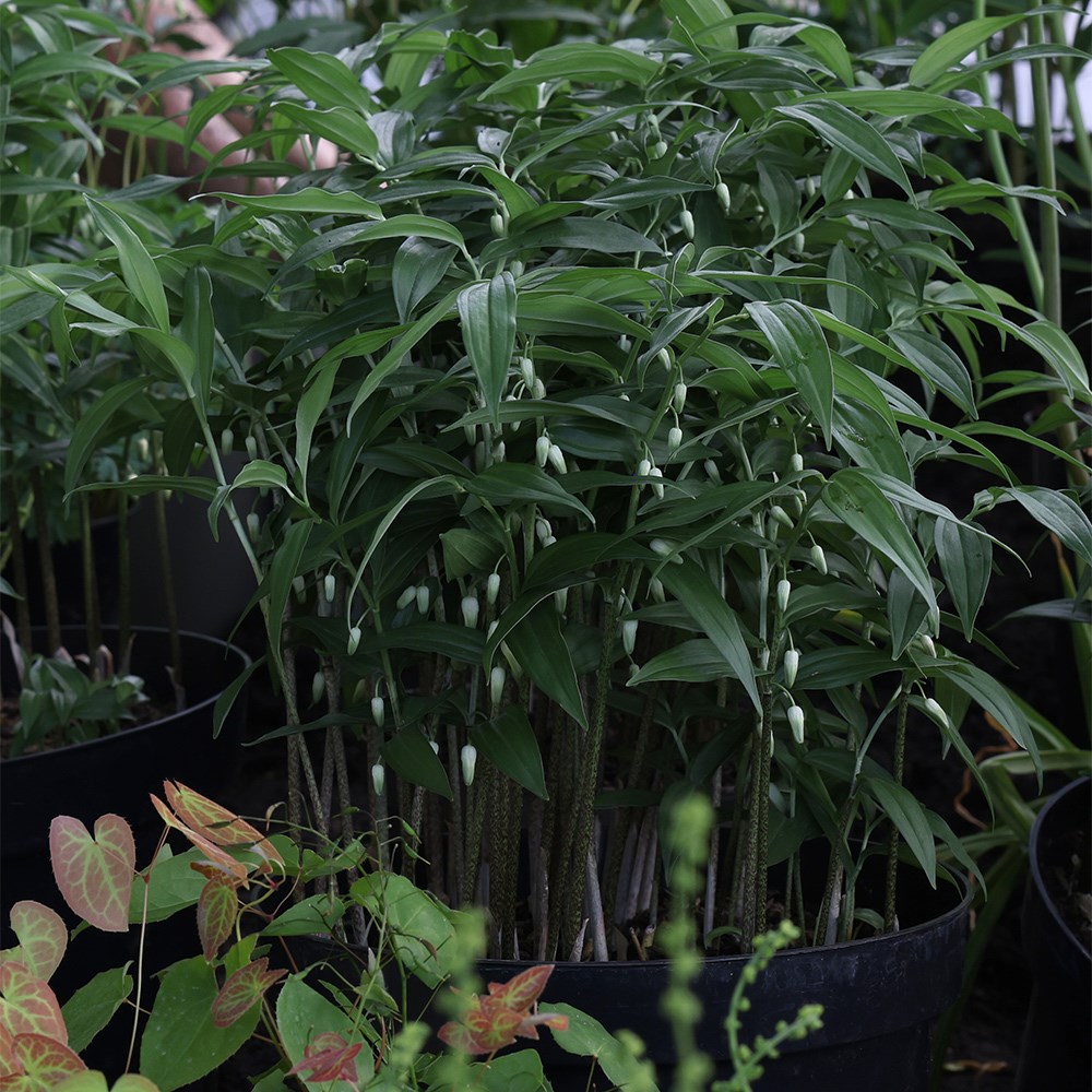 <i>Disporopsis pernyi</i> 