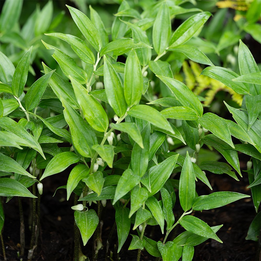 <i>Disporopsis pernyi</i> 