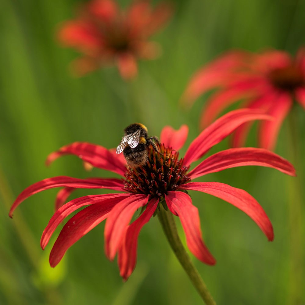 <I>Echinacea</i> 'Tomato Soup' (PBR)