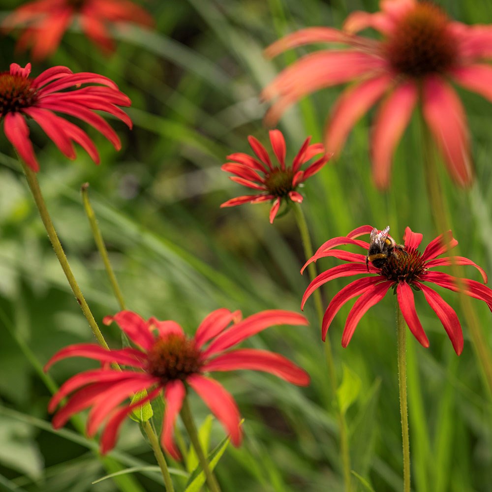<I>Echinacea</i> 'Tomato Soup' (PBR)