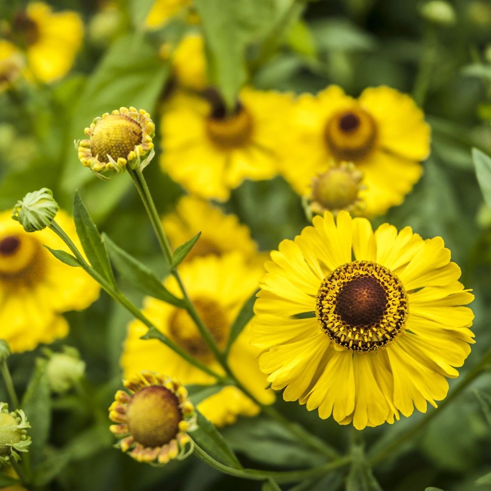 <i>Helenium</i> 'The Bishop'
